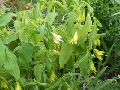 2020-04-28 Uvularia grandiflora 'Lynda Windsor' - 'Pallida' 1.jpg
