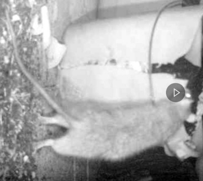 PICT16_RATTE.jpg