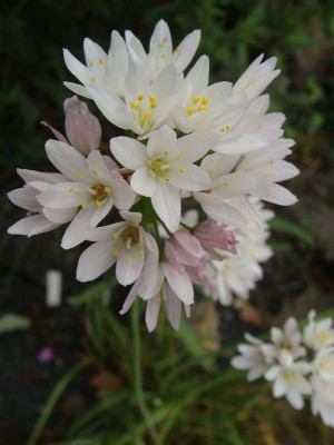 Allium umbilicatum evtl1.jpg