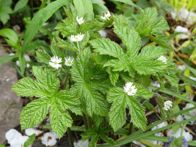 2020-04-29 Hydrastis canadensis.jpg