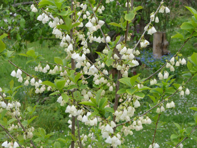 2020-04-29 Halesia 2.jpg