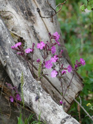 2020-04-29 Silene dioica.jpg