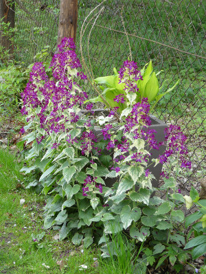 2020-04-29 Lunaria annua 'Variegata'.jpg