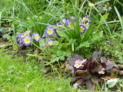 2020-04-29 Primula.jpg