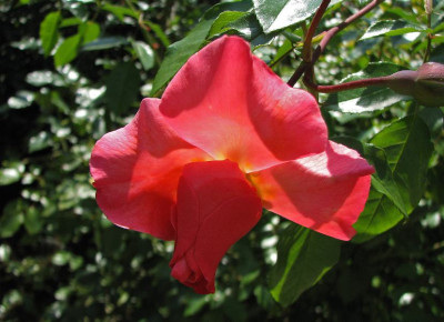 ROSE_MO_0608.jpg