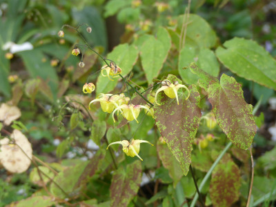 2020-04-29 Epimedium 1.jpg