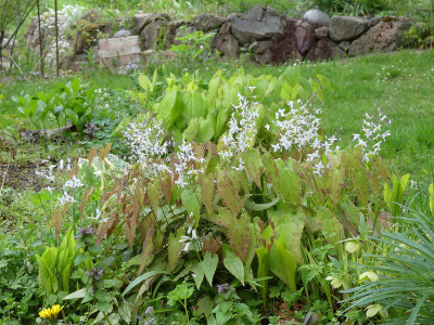 2020-04-29 Epimedium stellulatum 'Long leaf form'.jpg