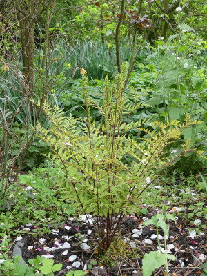 2020-04-29 Farne Osmunda lancea hybr. 1.jpg