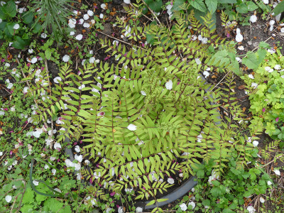 2020-04-29 Farne Osmunda lancea hybr. 2.jpg