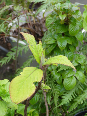 2020-04-29 Hydrangea 'Gold Rush'.jpg