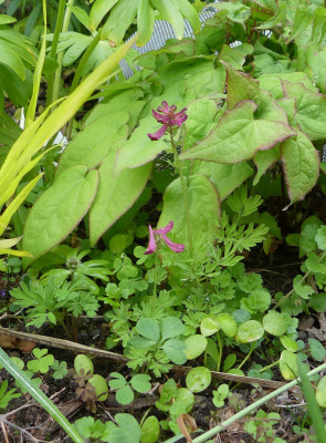2020-04-29 Corydalis bushii.jpg