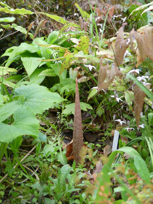 2020-04-29 Arisaema serratum AH201201.jpg