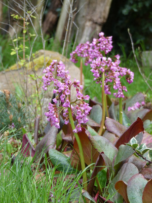 2020-04-29 Bergenia 'Purpurkönigin'.jpg