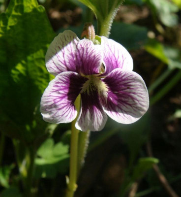 Viola sororia  Alice Witter20.jpg