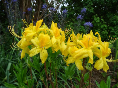 Rhododendron luteum April 2020.JPG