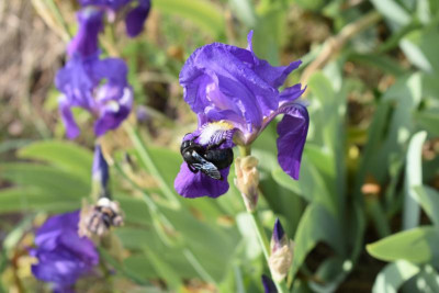 geigersberg irisblüte 051.JPG
