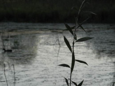 GroenanderungIMG_2425.JPG