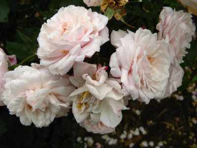 Mlle.Blanche L.JPG