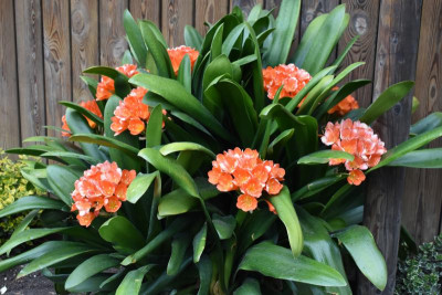 Clivia Feuerbach 008.JPG