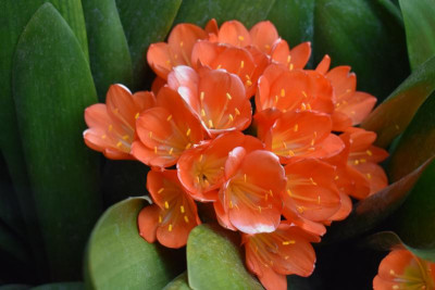 Clivia Feuerbach 007.JPG