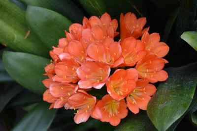 Clivia Feuerbach 004.JPG