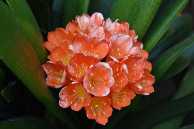 Clivia Feuerbach 003.JPG