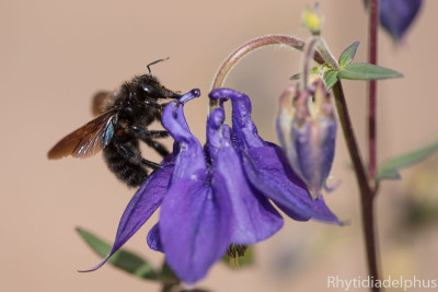 Holzbiene_Aquilegia_1753_800_sRGB.jpg