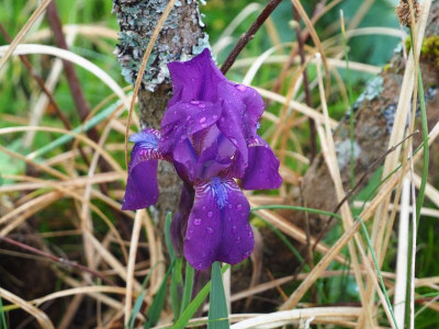 Iris aphylla HE [Kroatien] P4300163.JPG