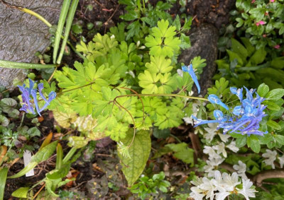 corydalis-golden-spinners_30.4.20.jpg