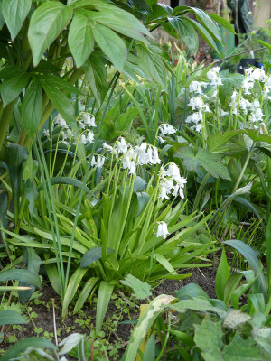 2020-04-30 Hyacinthoides non-scripta.jpg