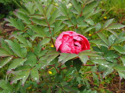 Paeonia Taiyo P4300152.JPG