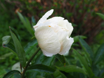 Paeonia Claire de Lune P4300145.JPG