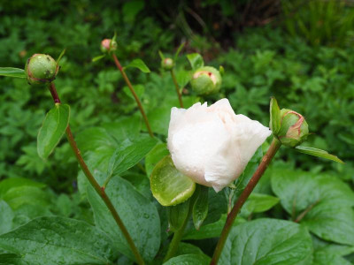Paeonia Macrophylla [FfM] P4300147.JPG