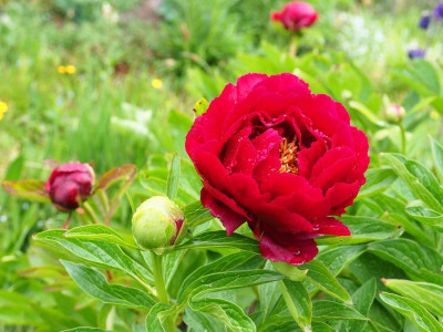 Paeonia Illini Belle P4300149.JPG