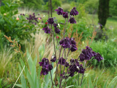 dunkel blauviolette Akelei P4300148.JPG