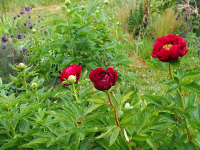 Paeonia Illini Belle P4300153.JPG