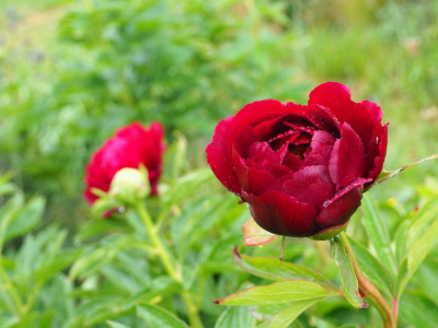 Paeonia Illini Belle P4300150.JPG
