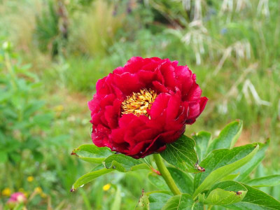 Paeonia Illini Belle P4300151.JPG