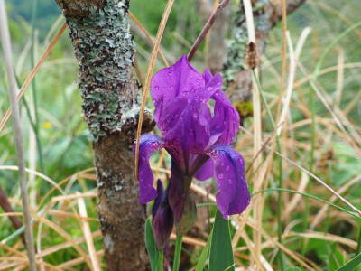 Iris aphylla HE [Kroatien] P4300159.JPG