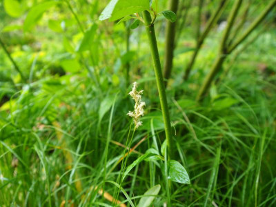 Carex unter Cornus P4300142.JPG