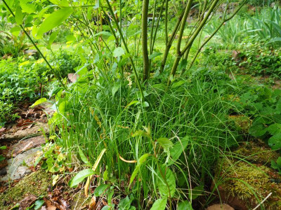 Carex unter Cornus P4300144.JPG