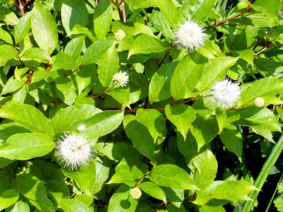 Cephalanthus-occidendalis.jpg
