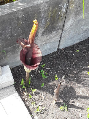 20190526_145627.jpg