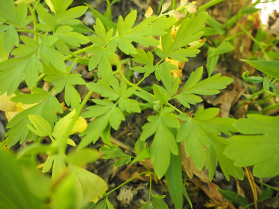 Corydalis 1.5.20 ue.JPG