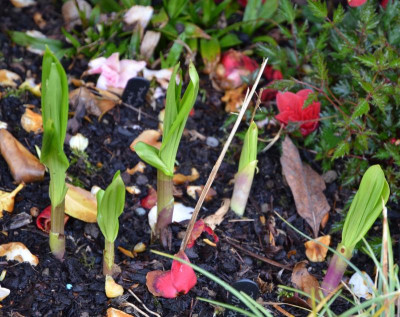 Bletilla_striata.20-1.jpg