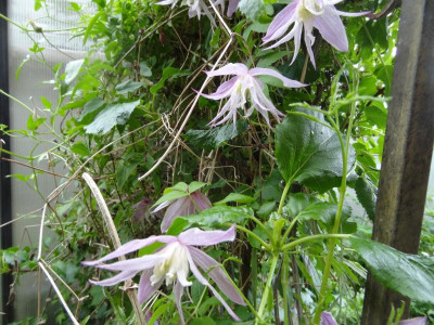 clematis.JPG