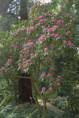 rhodo1.jpg