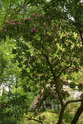 rhodo2.jpg