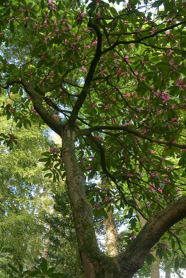 rhodo3.jpg