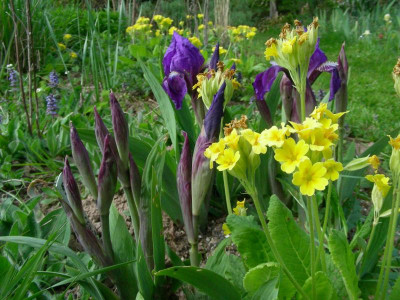 Iris aphylla mit Primula veris DSCN6334.JPG